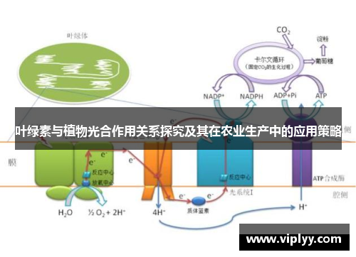 叶绿素与植物光合作用关系探究及其在农业生产中的应用策略 叶绿素与植物光合作用关系探究及其在农业生产中的应用策略